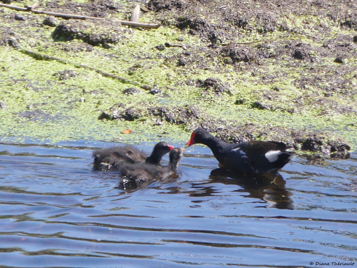 Common Gallinule - ML638368268