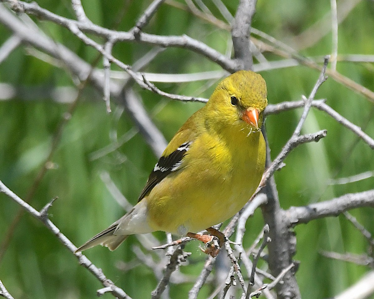 gulstillits - ML638368274