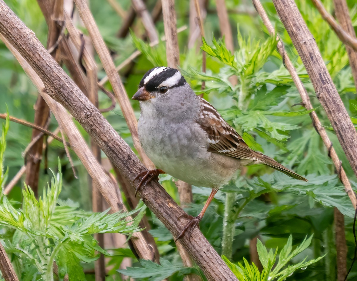 White-crowned Sparrow - ML638368283
