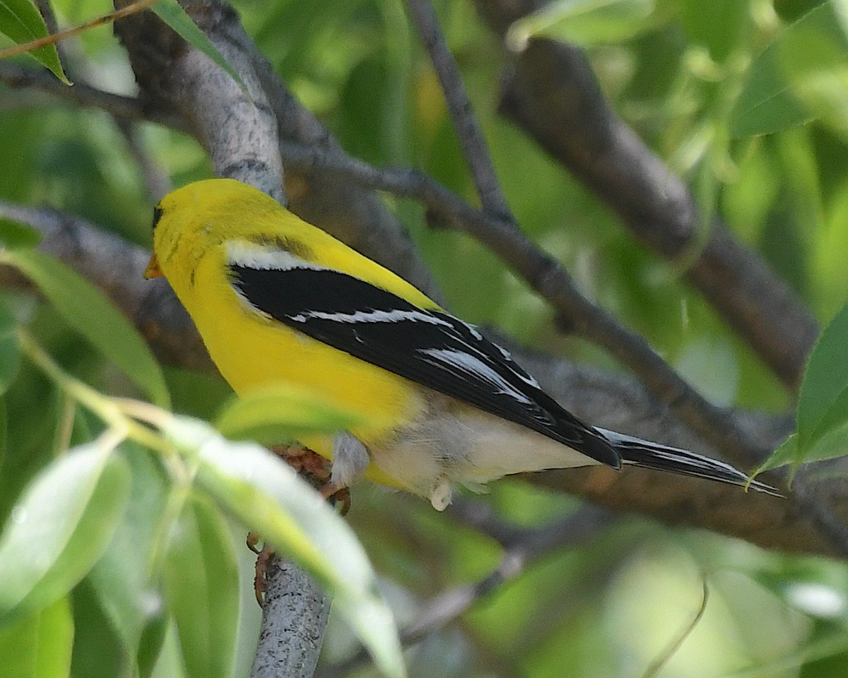 gulstillits - ML638368292