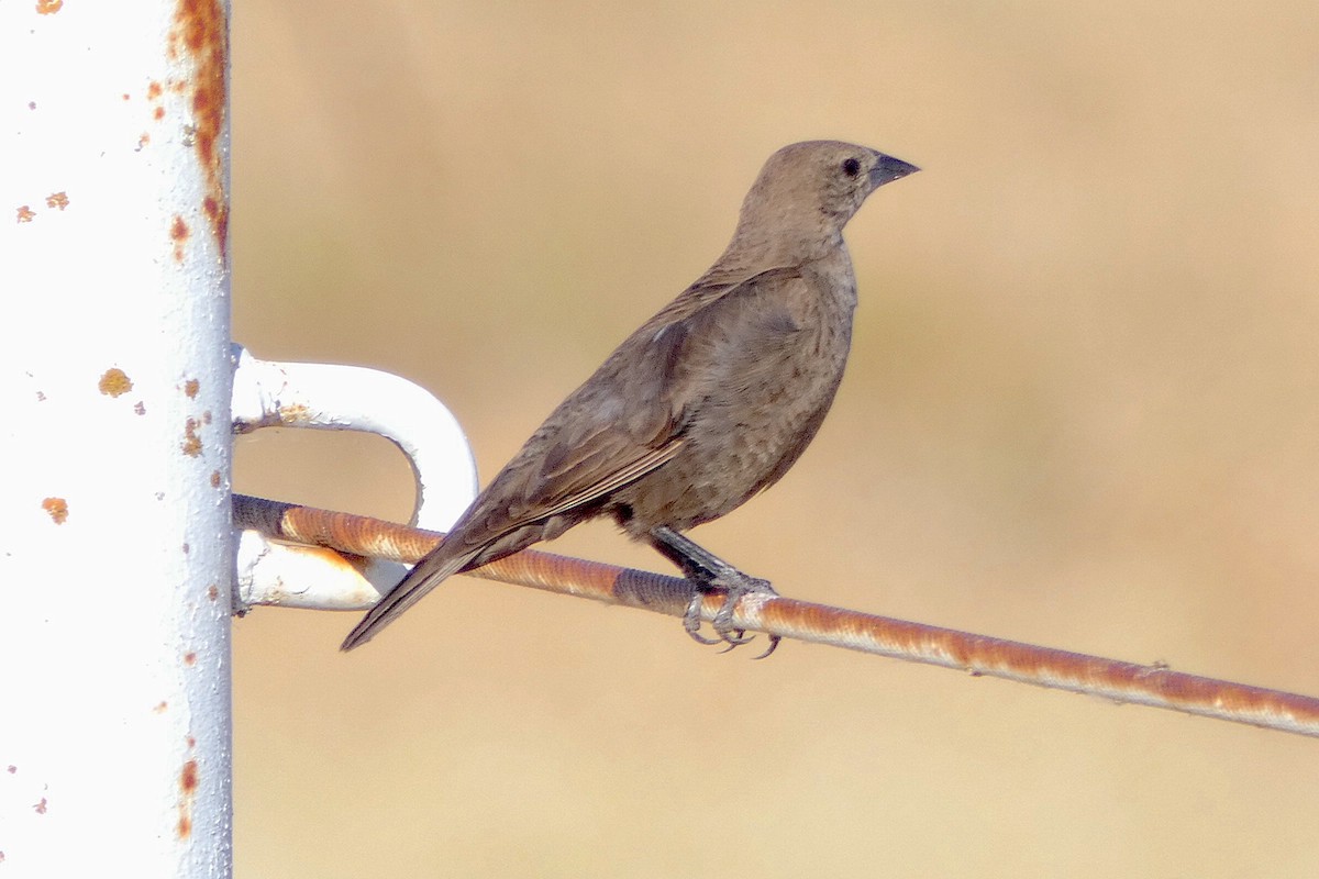 brunhodetrupial - ML638368298