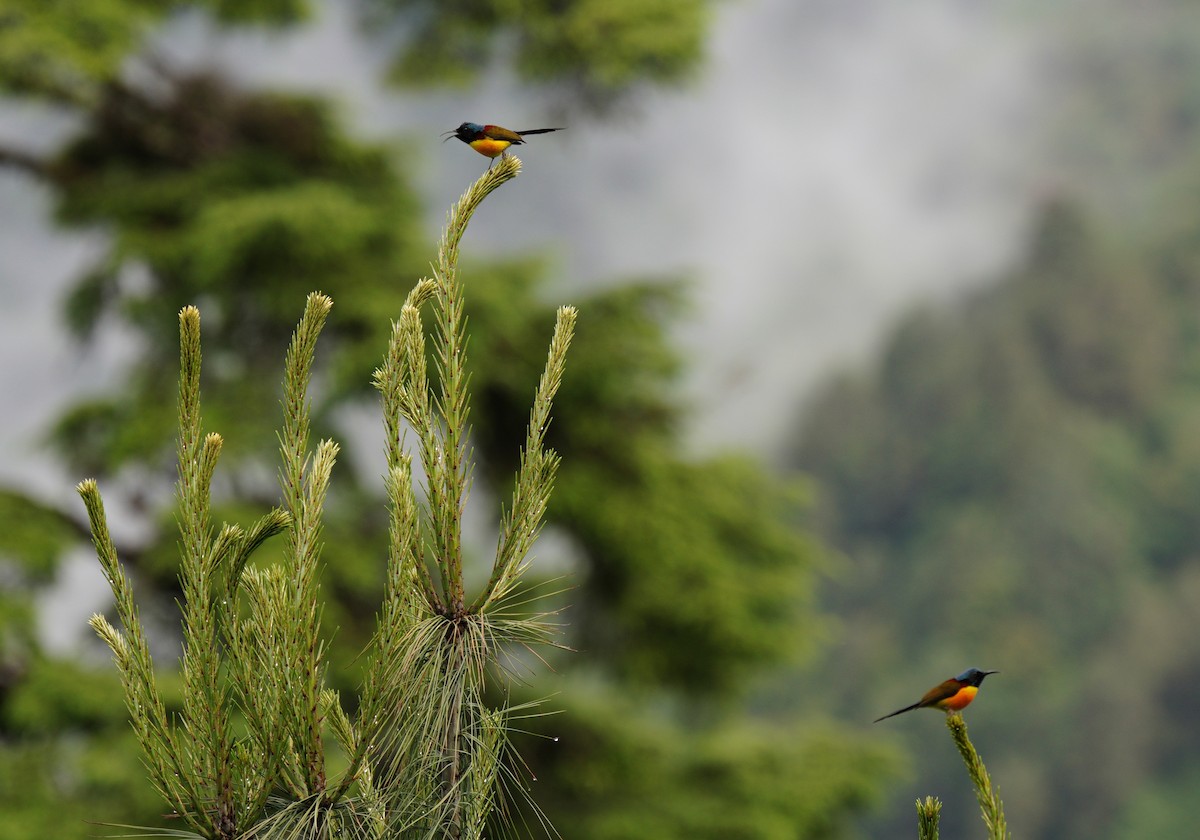 Green-tailed Sunbird - ML638368311