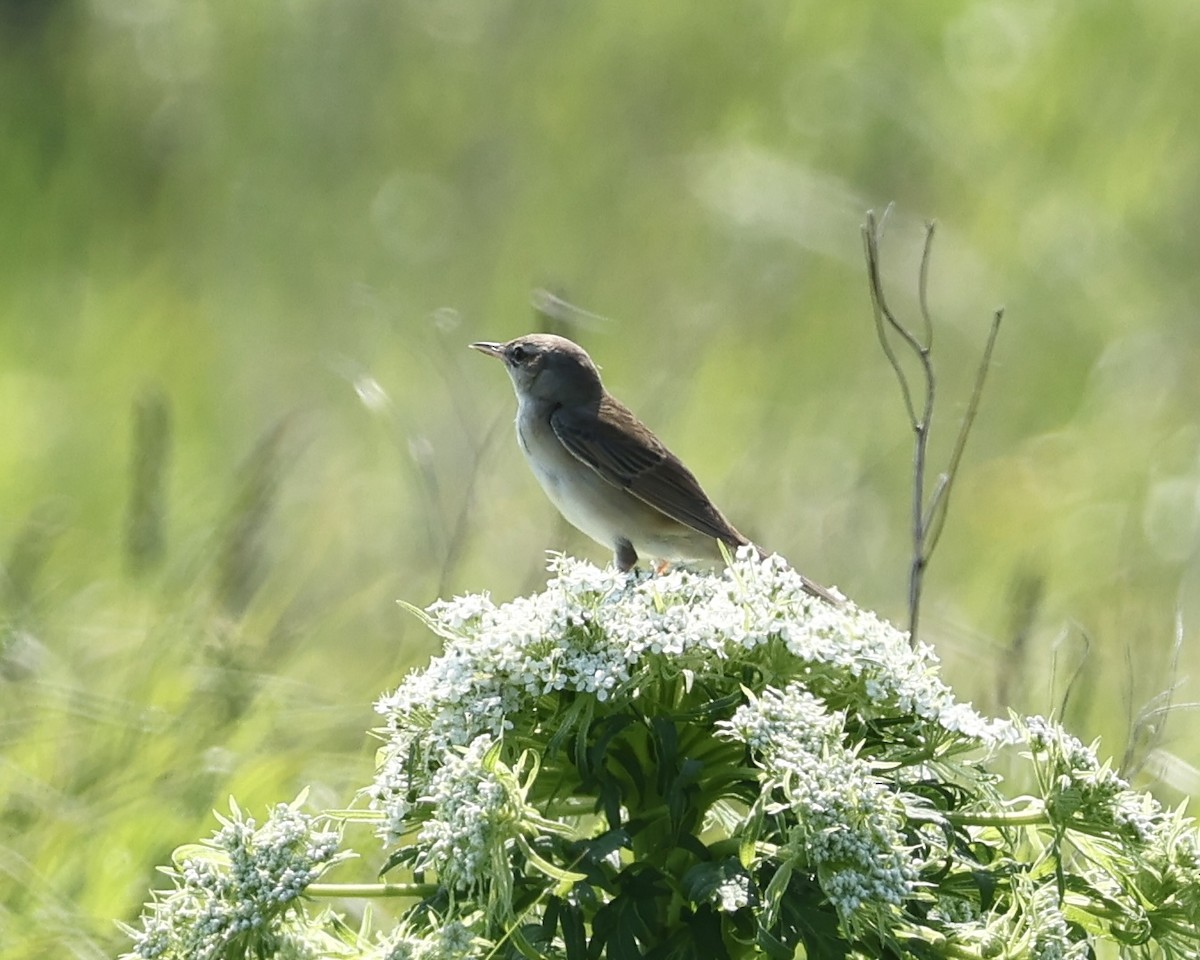 Middendorff's Grasshopper Warbler - ML638368324