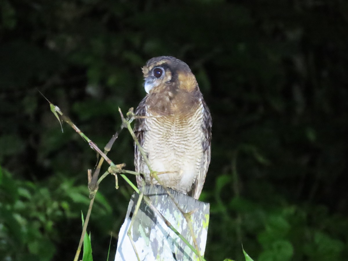 Brown Wood-Owl (Bornean) - ML638368336