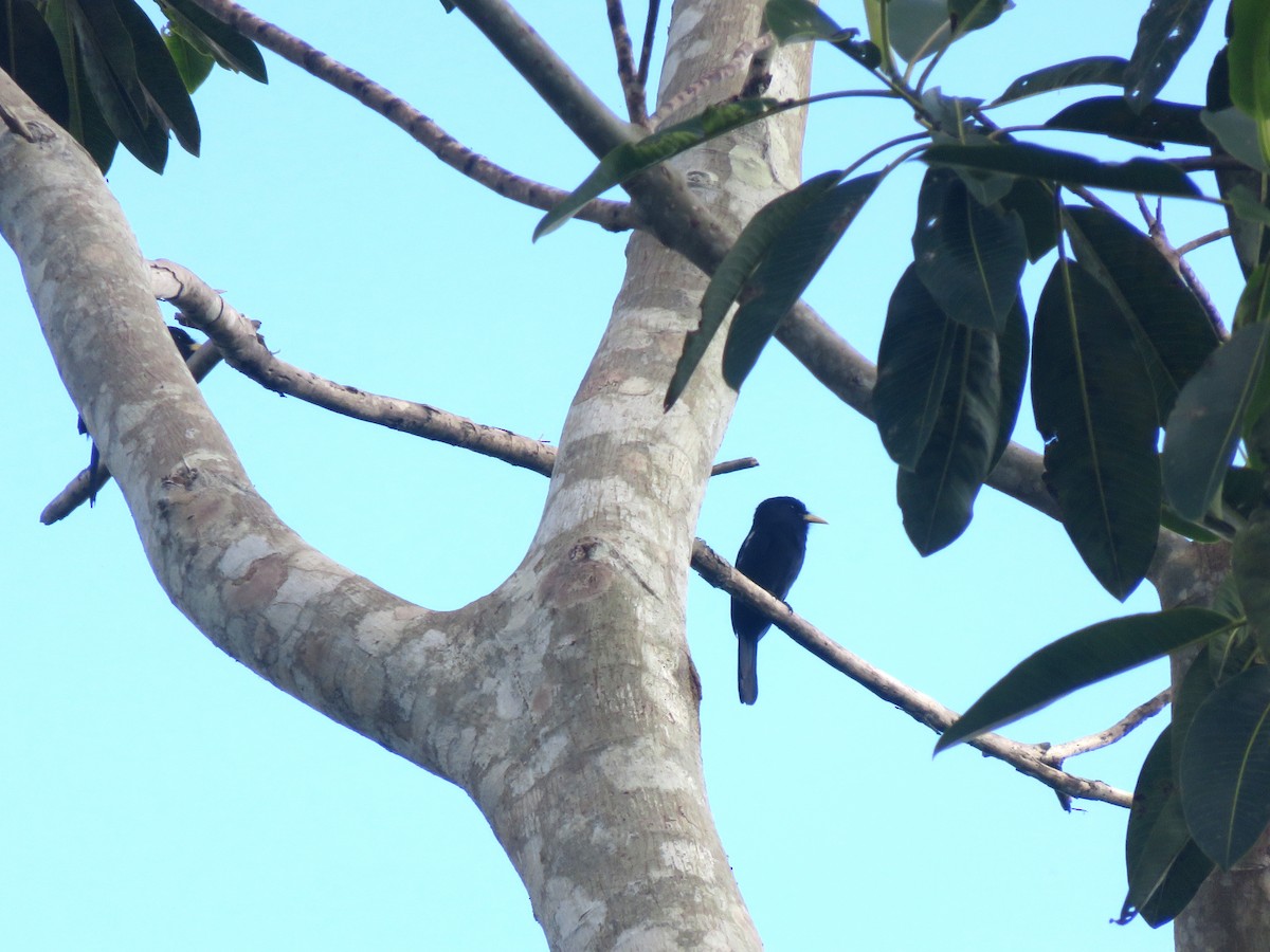 Yellow-billed Nunbird - ML638368350
