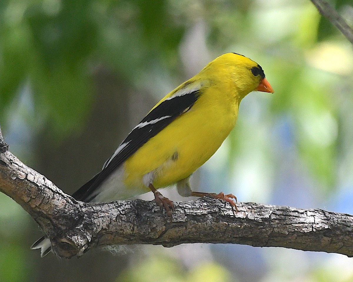 gulstillits - ML638368351