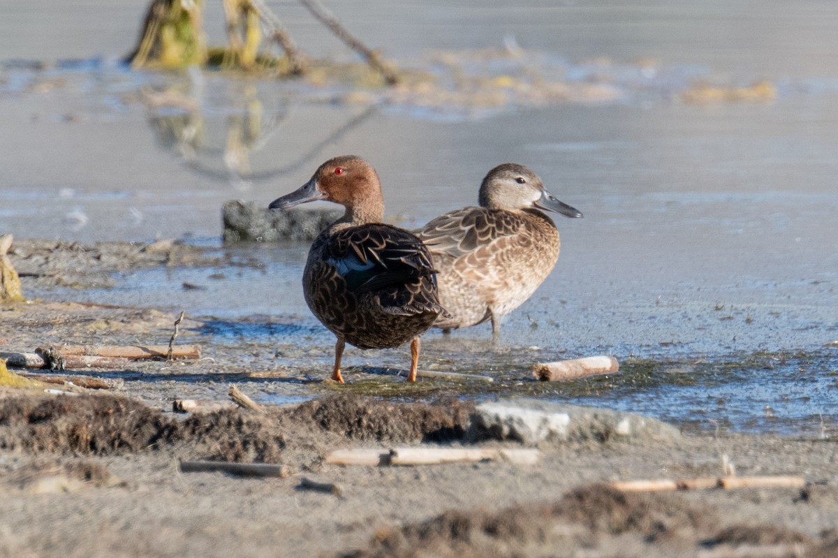 Cinnamon Teal - ML638368352