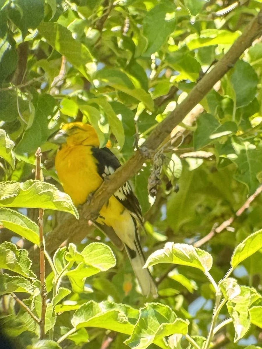 Yellow Grosbeak - ML638368365