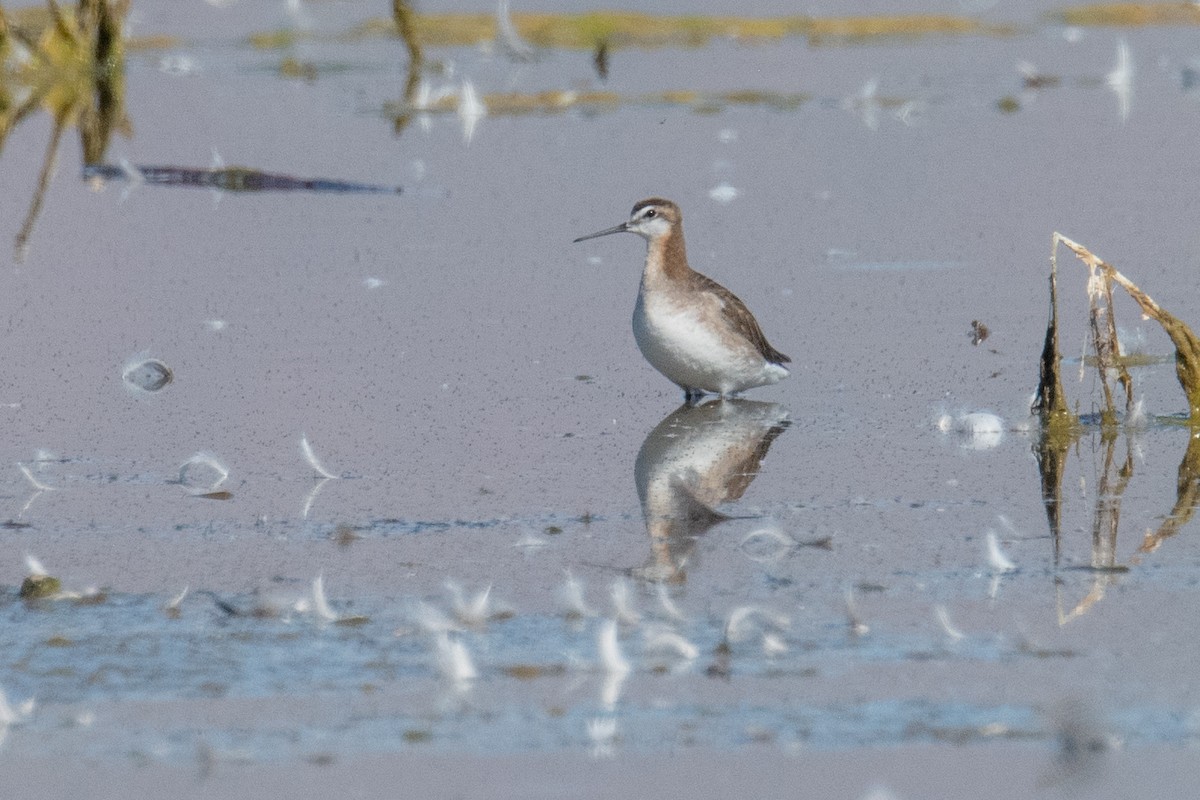 hvithalesvømmesnipe - ML638368366