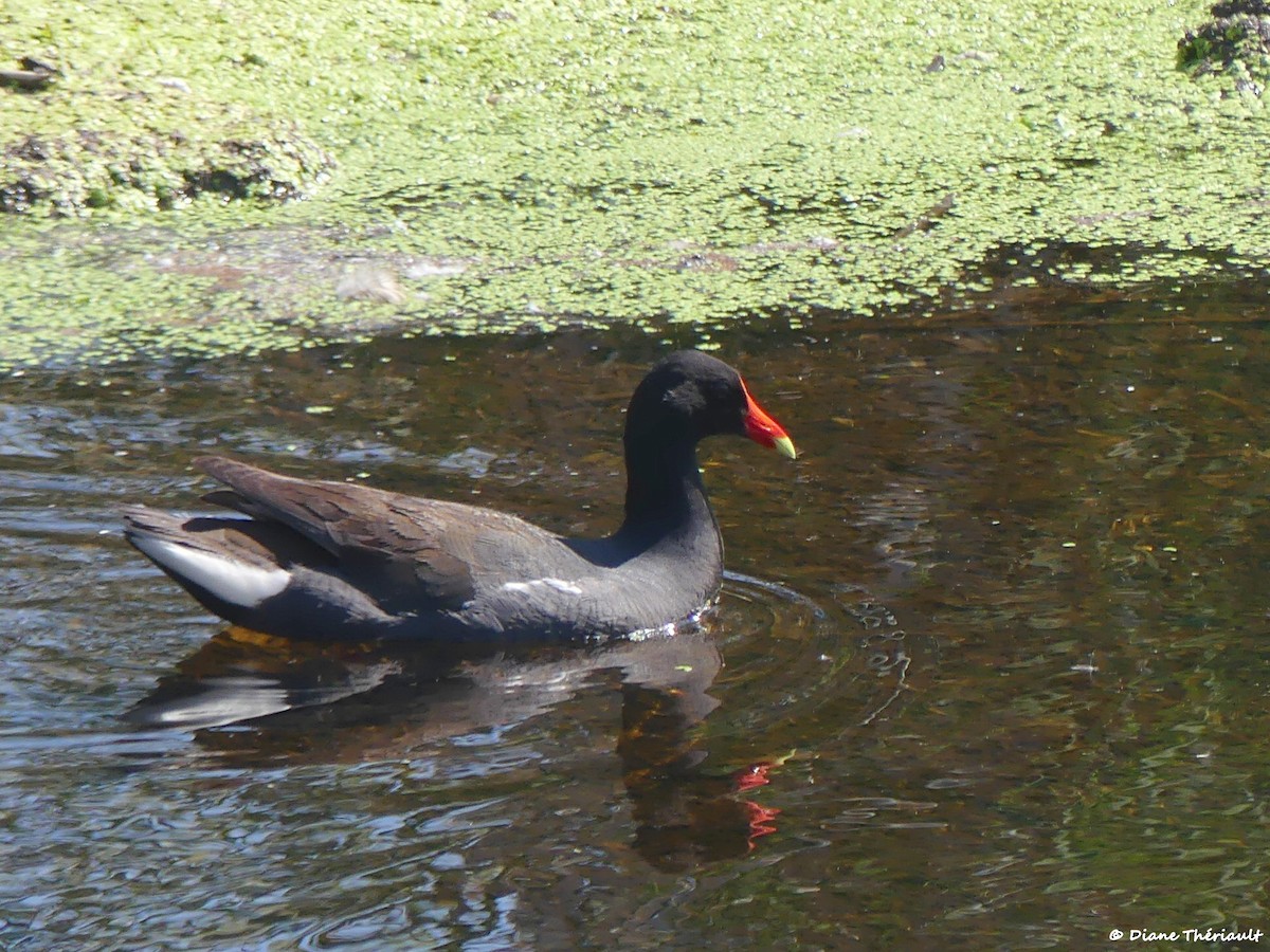 Common Gallinule - ML638368370