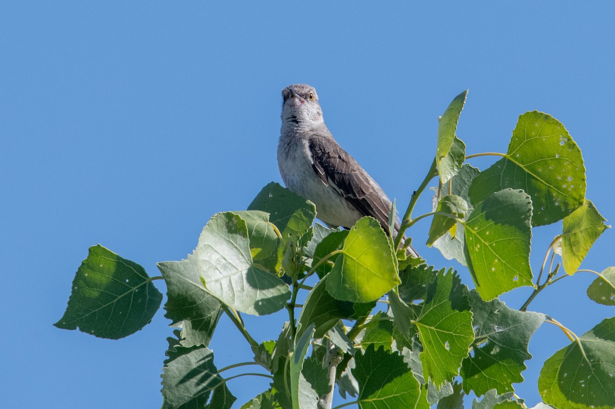 Northern Mockingbird - ML638368389