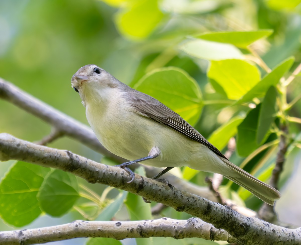 sangvireo - ML638368395