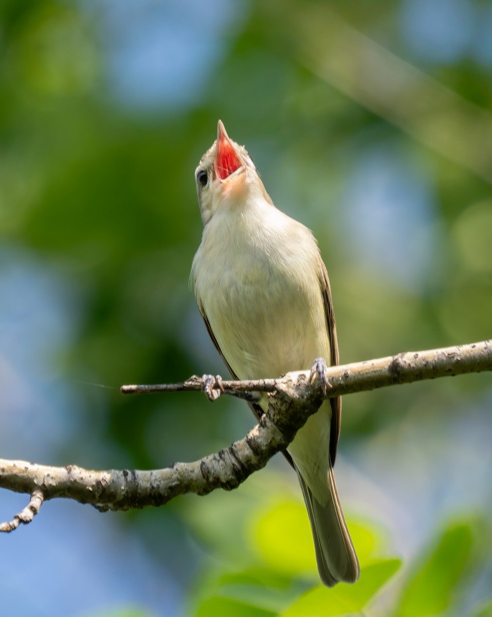 sangvireo - ML638368396