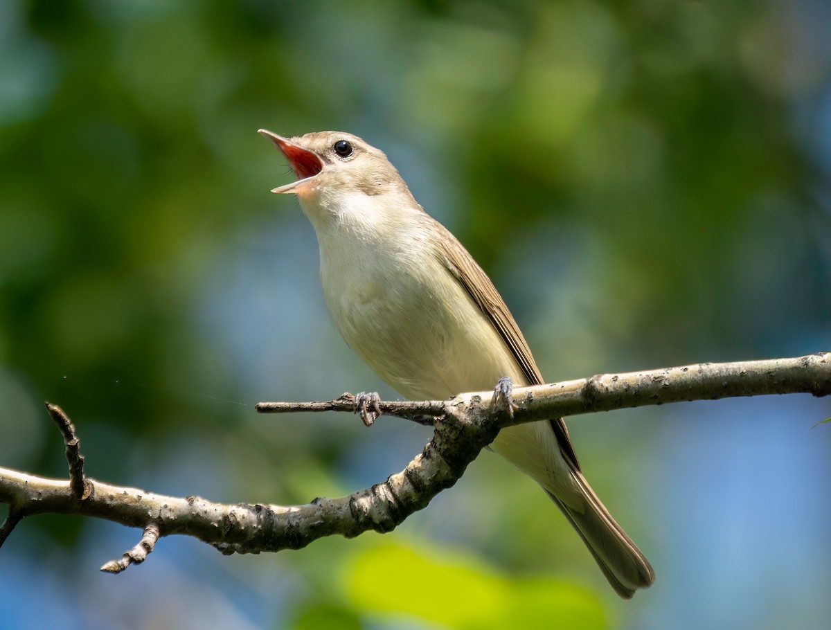 sangvireo - ML638368397