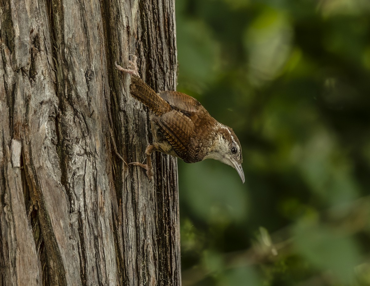 Carolina Wren - ML638368427
