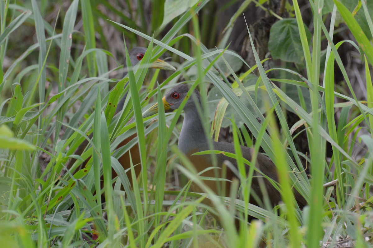 Gray-cowled Wood-Rail - ML638368434