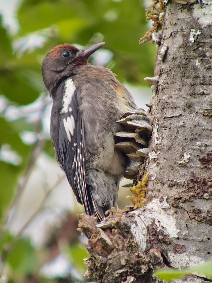 Red-breasted Sapsucker - ML638368452