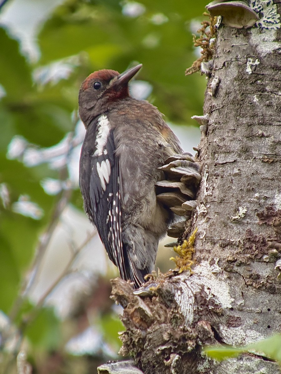 Red-breasted Sapsucker - ML638368453