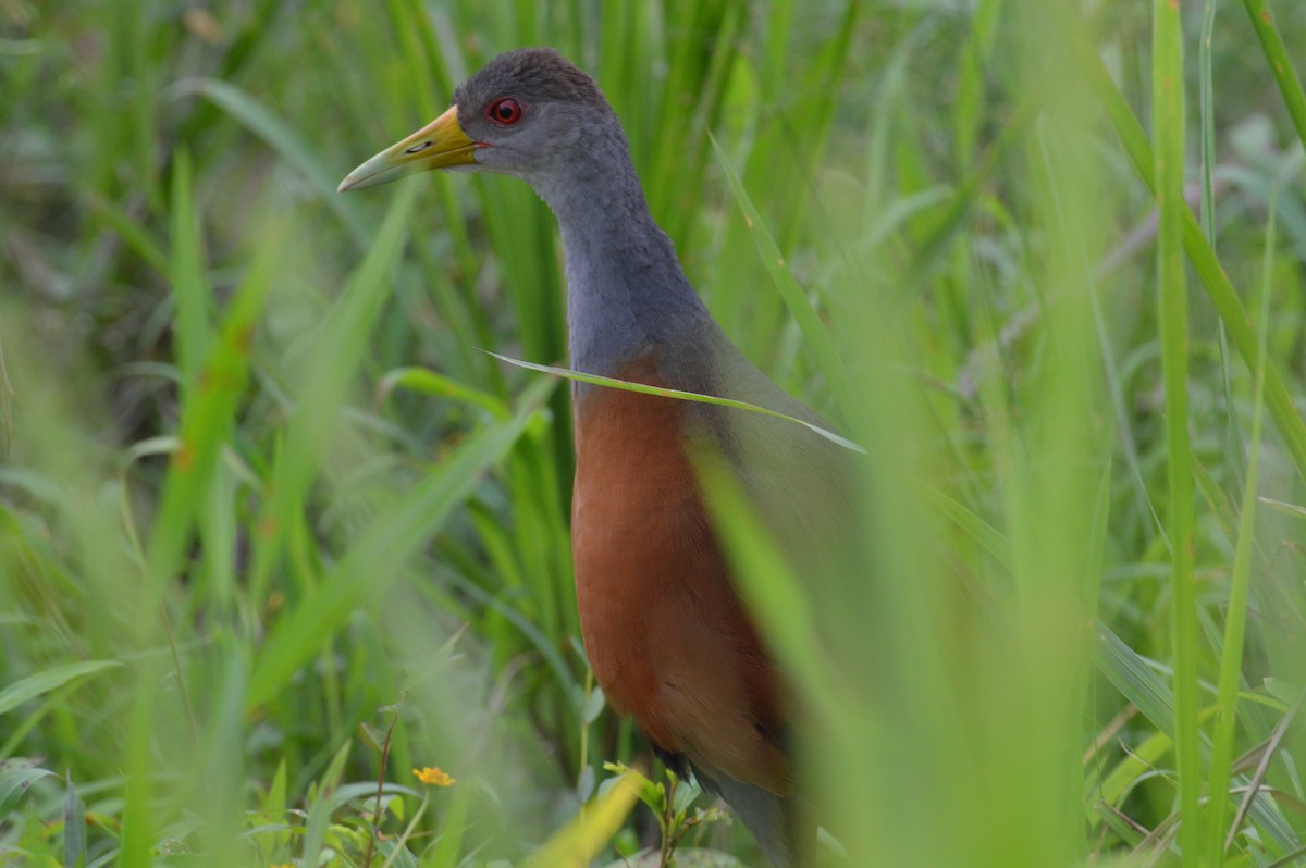 Gray-cowled Wood-Rail - ML638368466