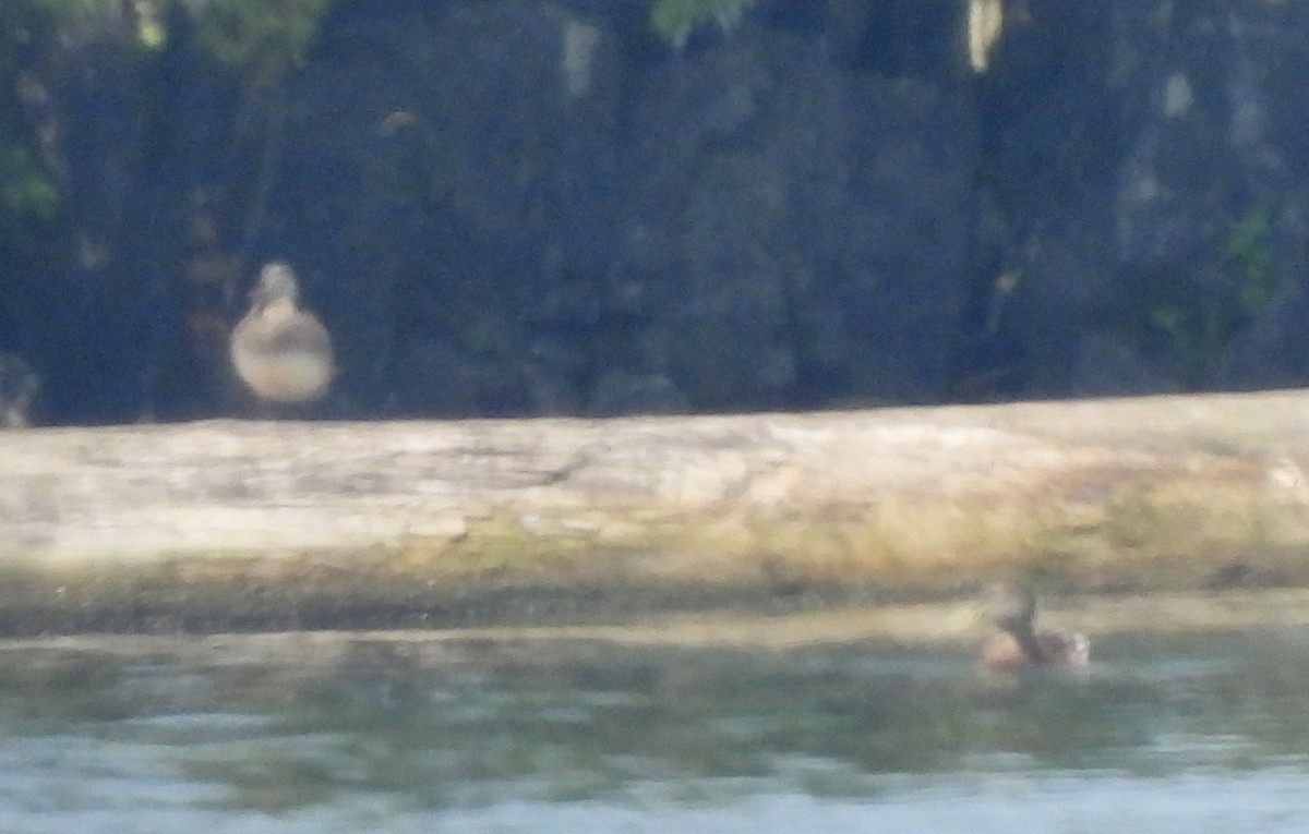 anatidé sp. (canard barboteur sp.) - ML638368468