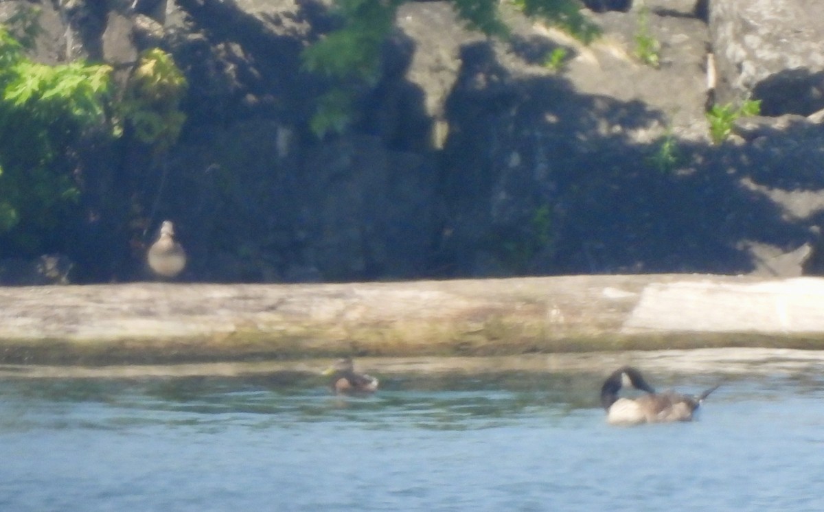anatidé sp. (canard barboteur sp.) - ML638368469