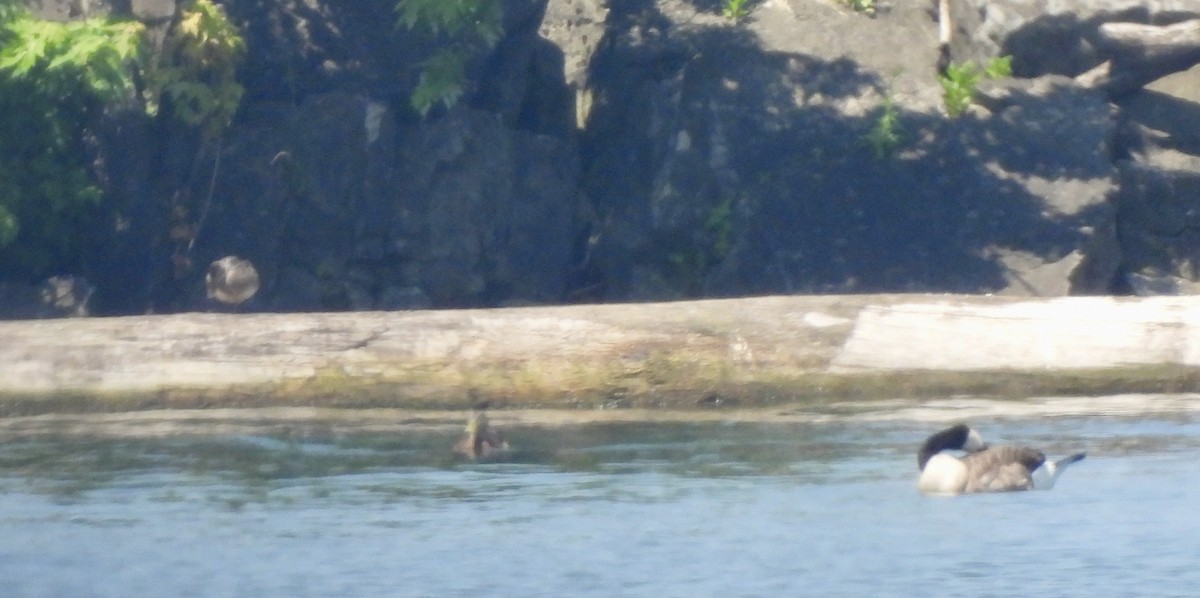 anatidé sp. (canard barboteur sp.) - ML638368470