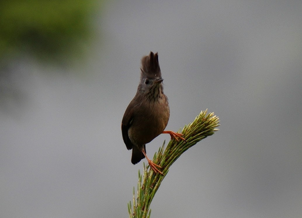 Stripe-throated Yuhina - ML638368475