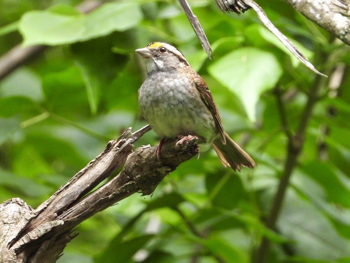 White-throated Sparrow - ML638368508