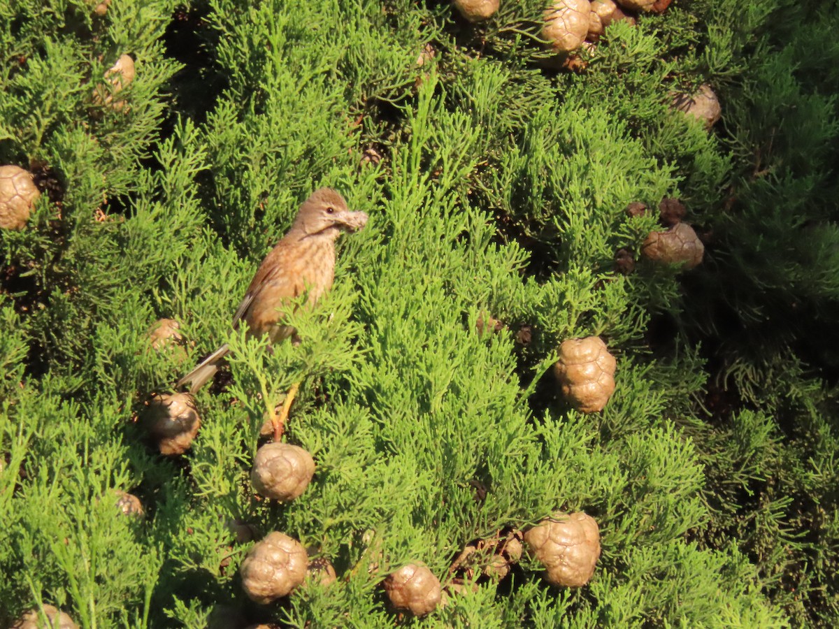 Eurasian Linnet - ML638368511
