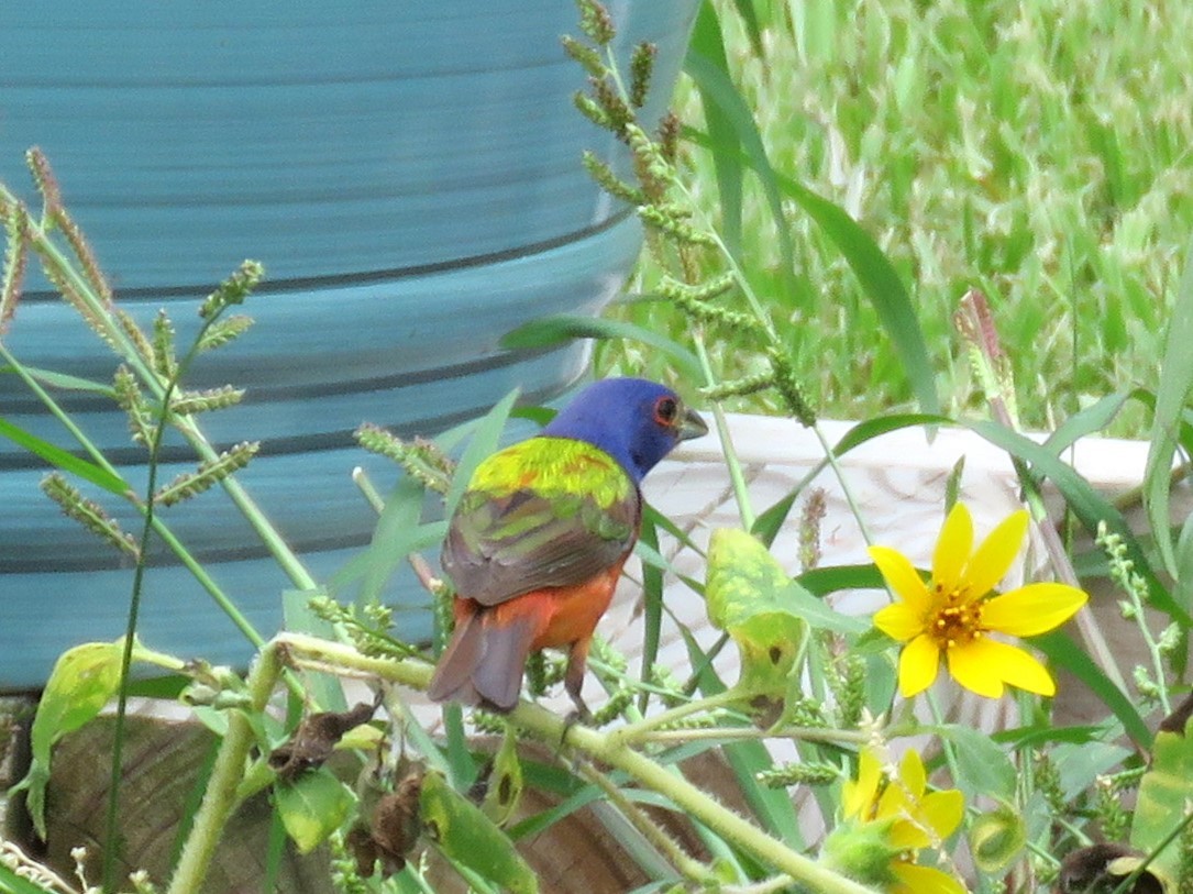 Painted Bunting - ML638368539