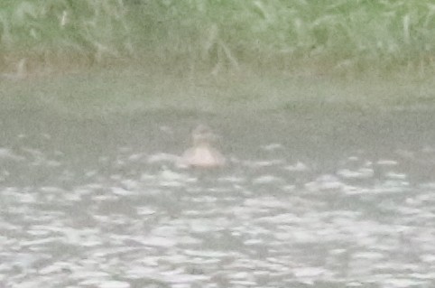 Red-breasted Merganser - ML638368547