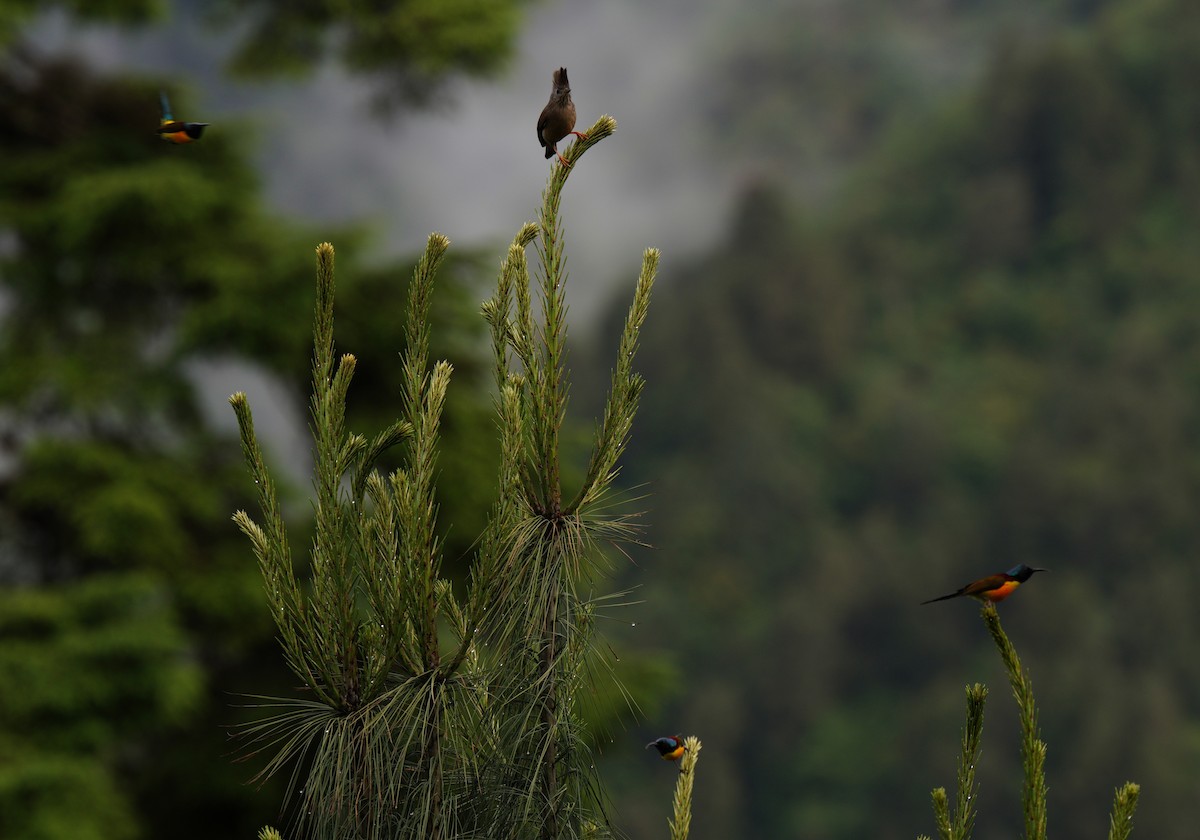Green-tailed Sunbird - ML638368553