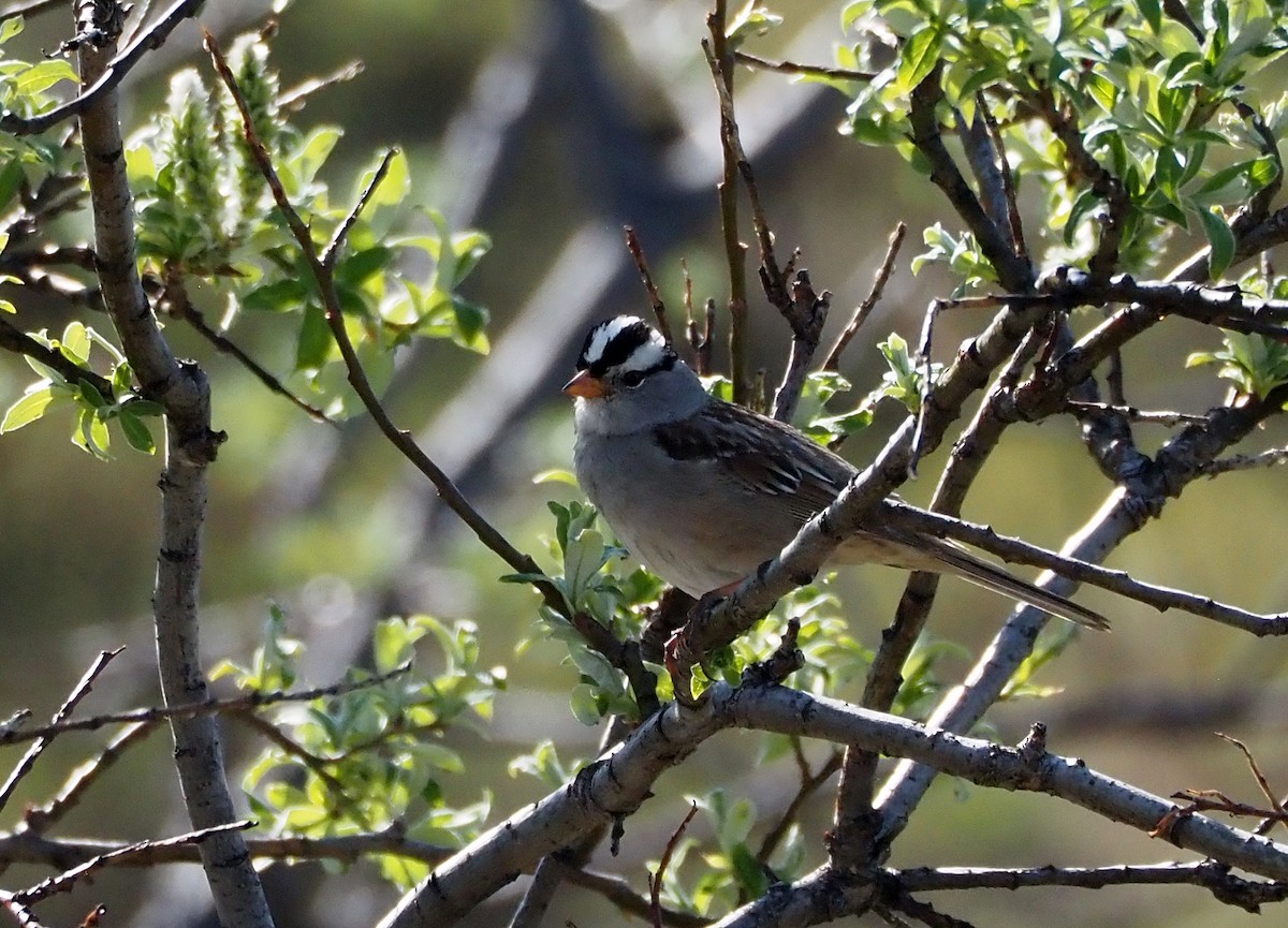 White-crowned Sparrow - ML638368569