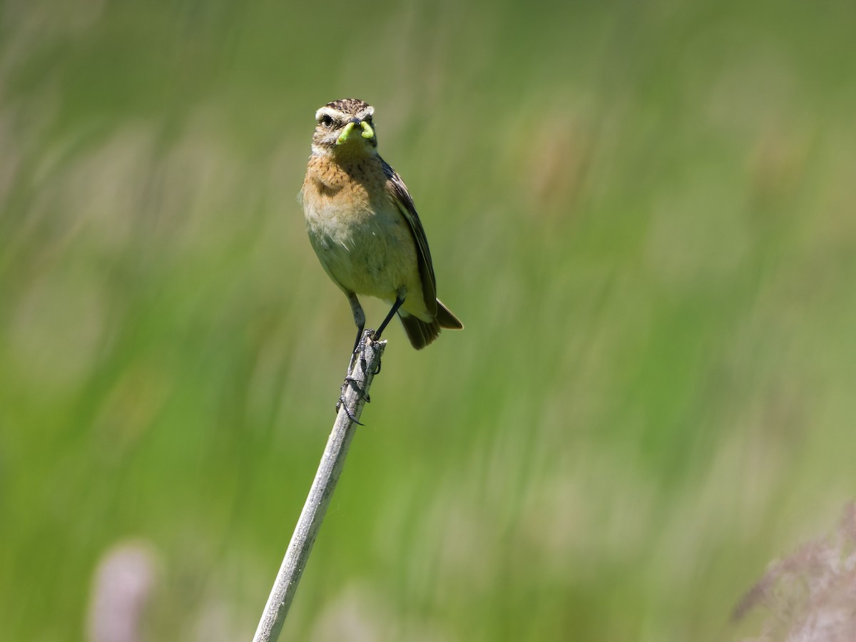 Whinchat - ML638368574