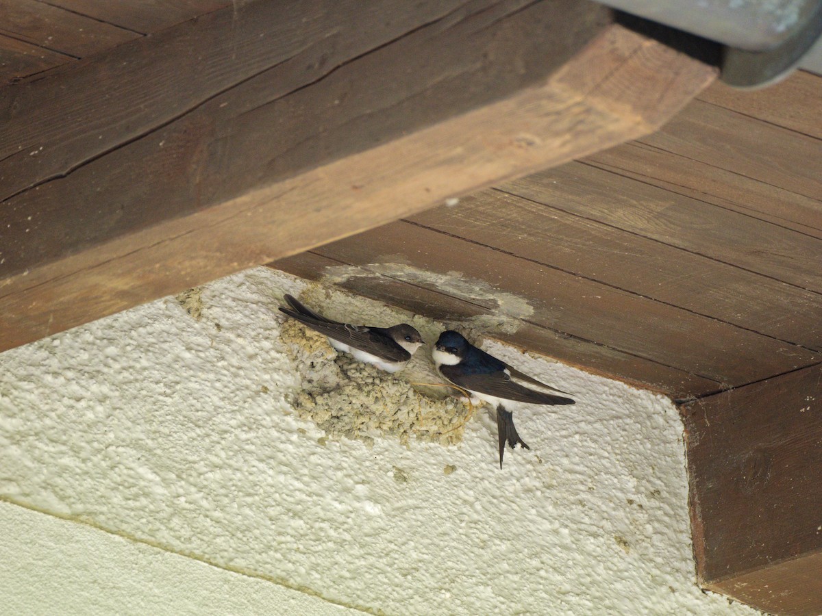 Western House-Martin - ML638368594