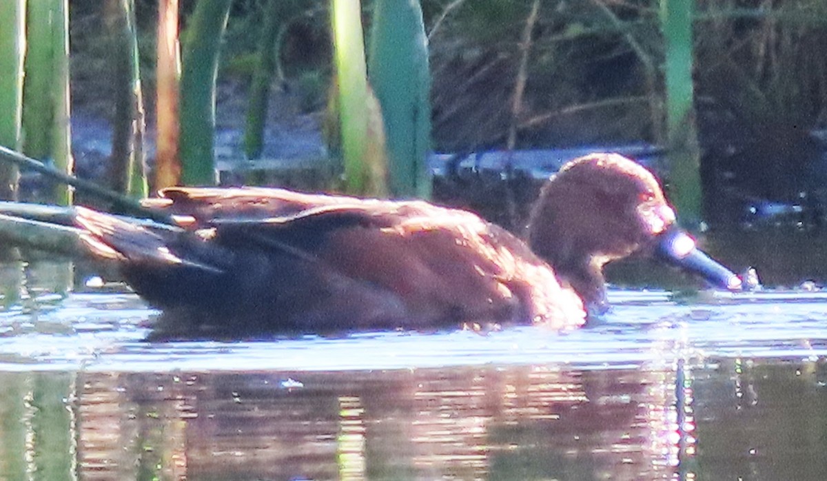 Cinnamon Teal - ML638368596