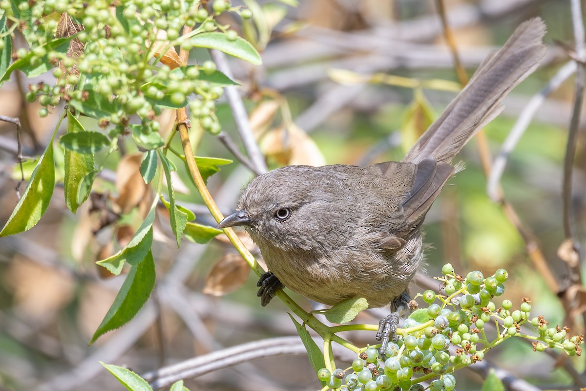 Wrentit - ML638368655