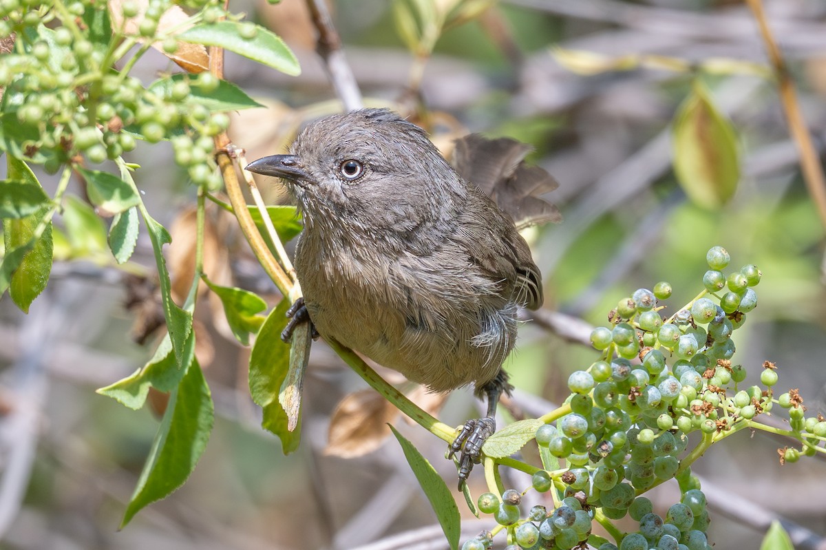 Wrentit - ML638368656