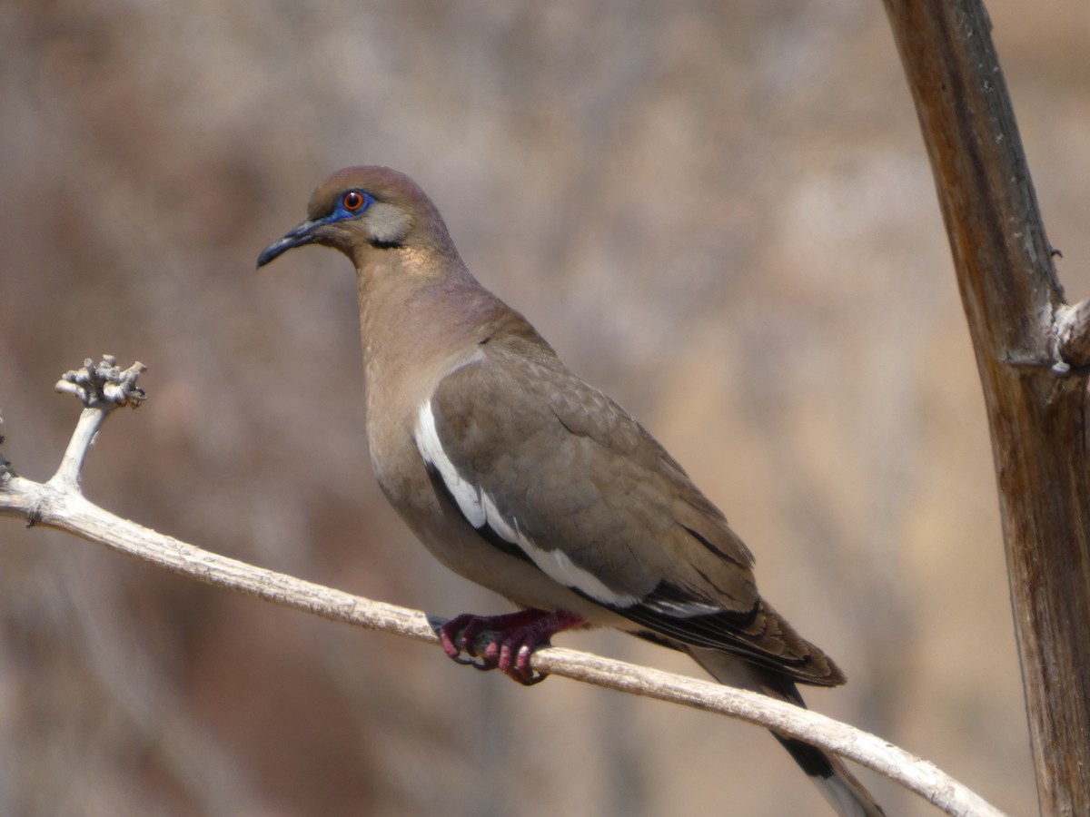 White-winged Dove - ML638368661