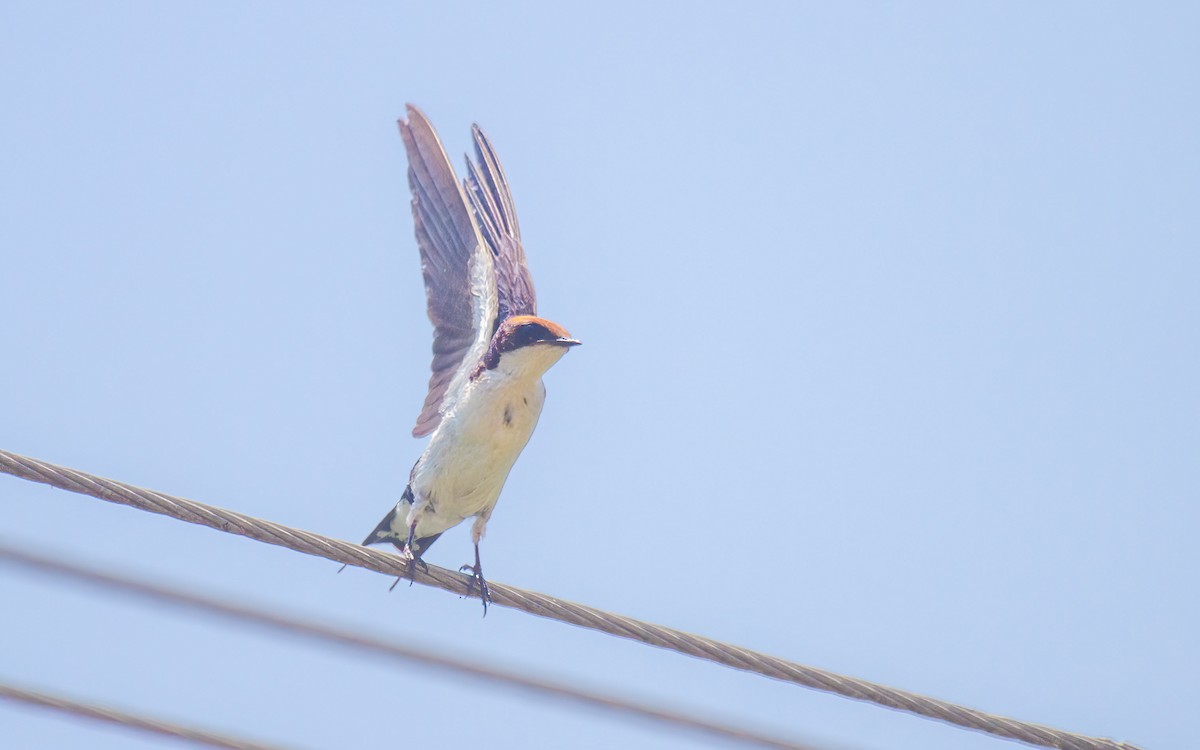 Wire-tailed Swallow - ML638368662