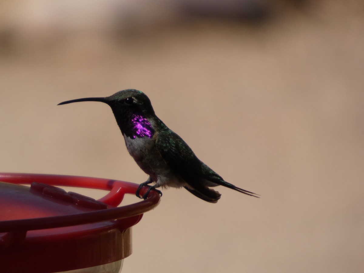 Lucifer Hummingbird - ML638368665