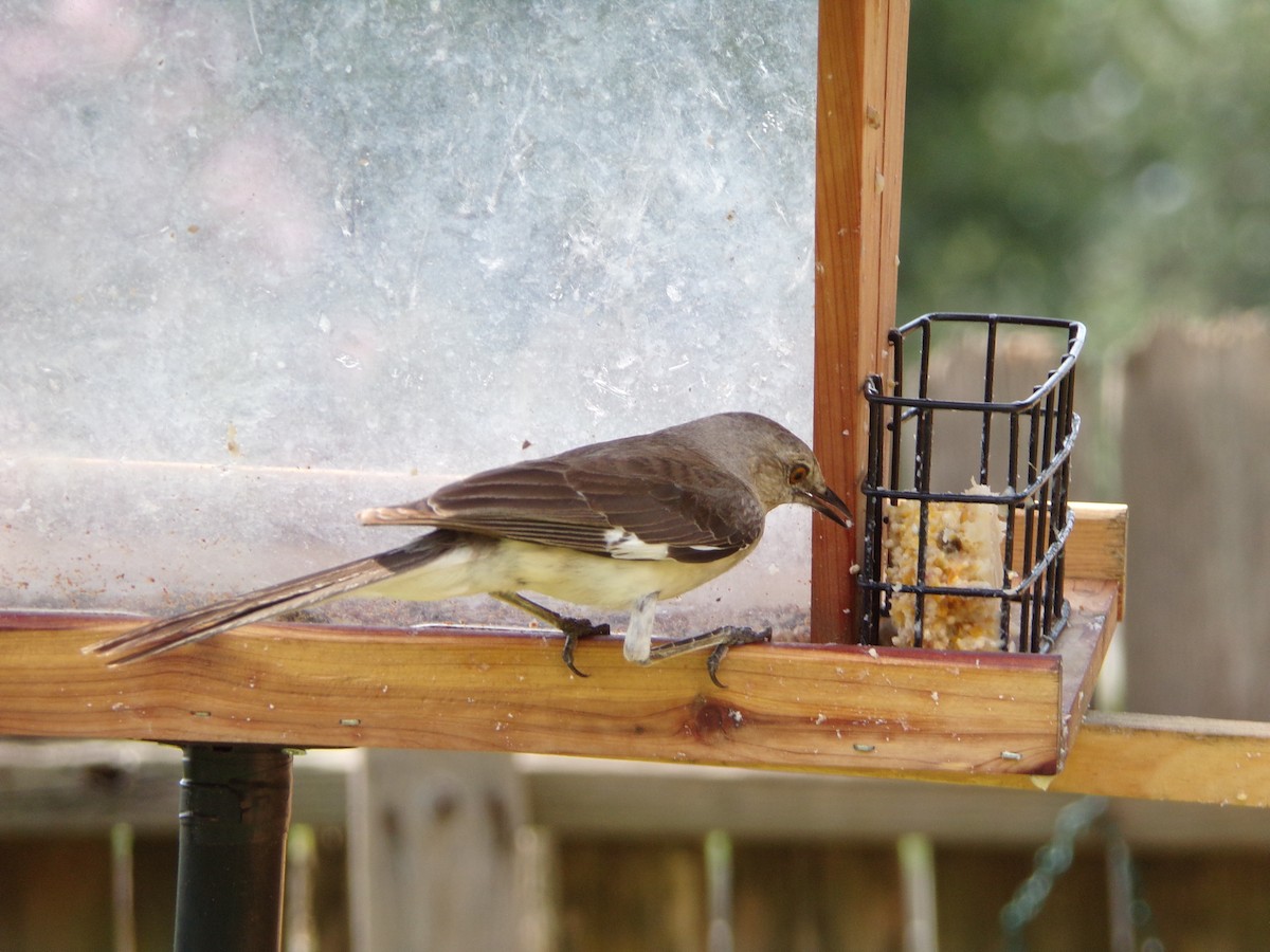 Northern Mockingbird - ML638368682