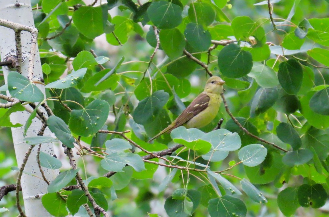 Western Tanager - ML638368703