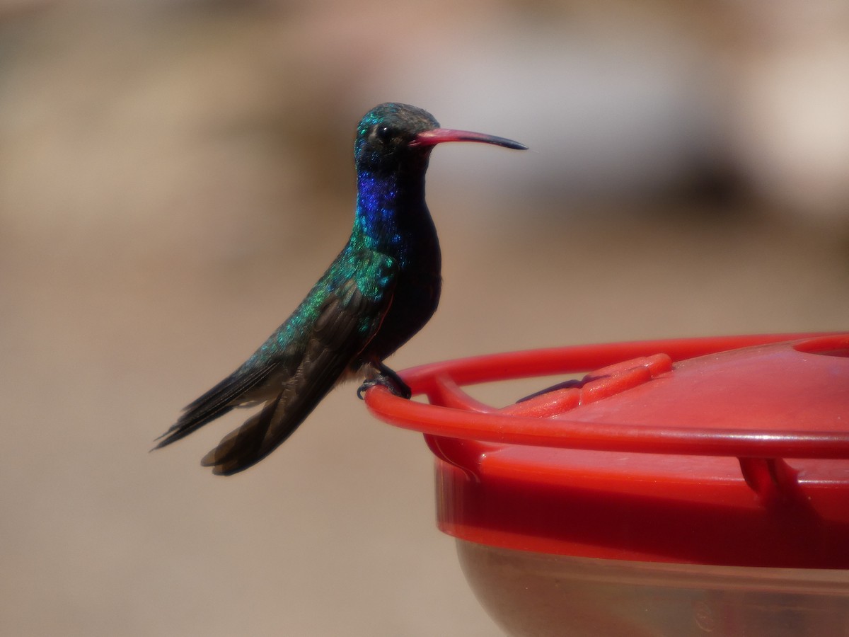 Broad-billed Hummingbird - ML638368720