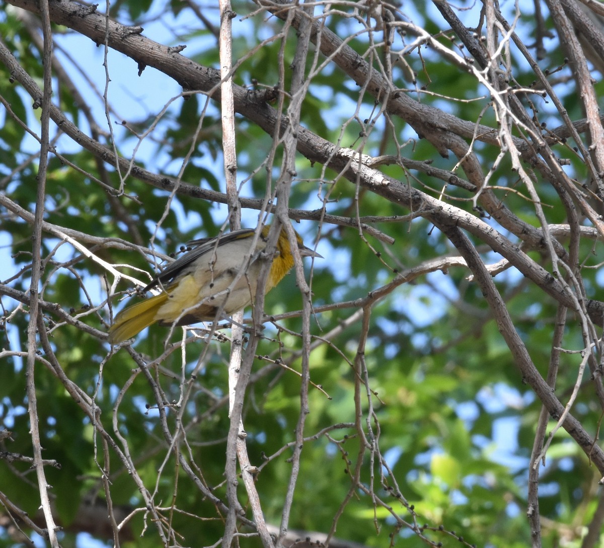 Bullock's Oriole - ML638368725