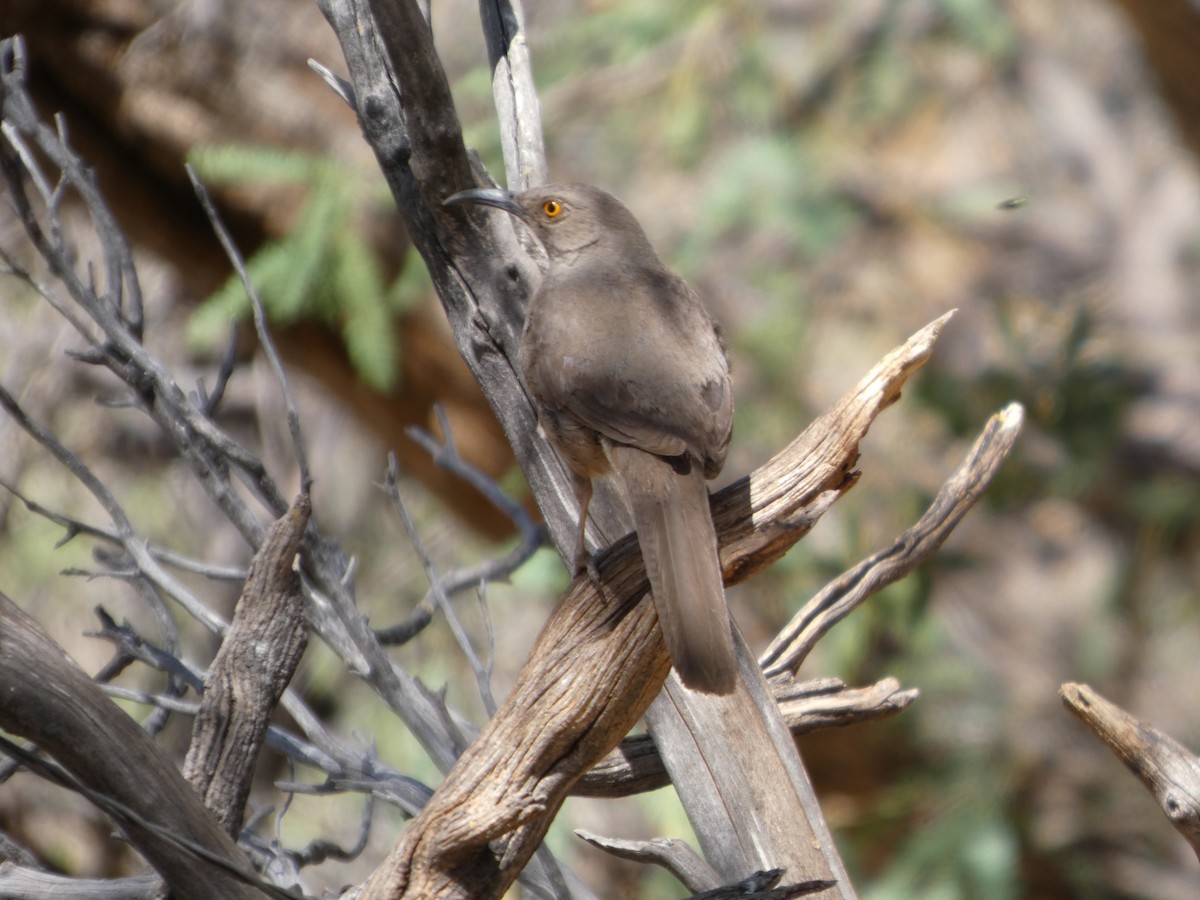 Curve-billed Thrasher - ML638368732