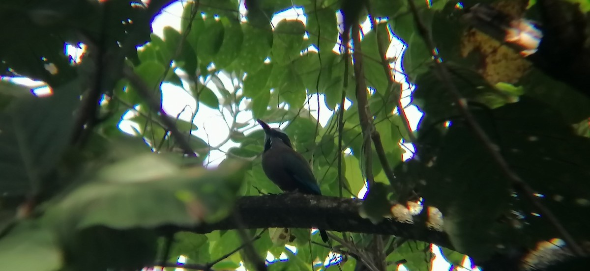 Turquoise-browed Motmot - ML638368734