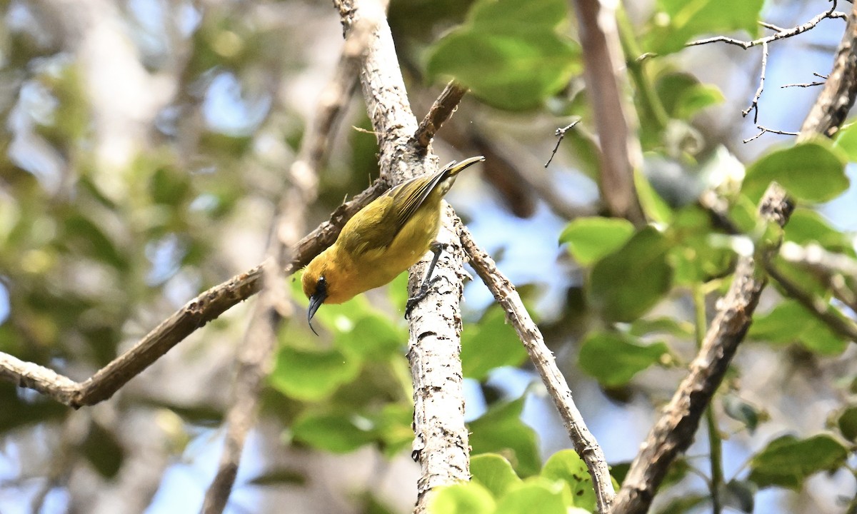 Akiapolaau - ML638368737