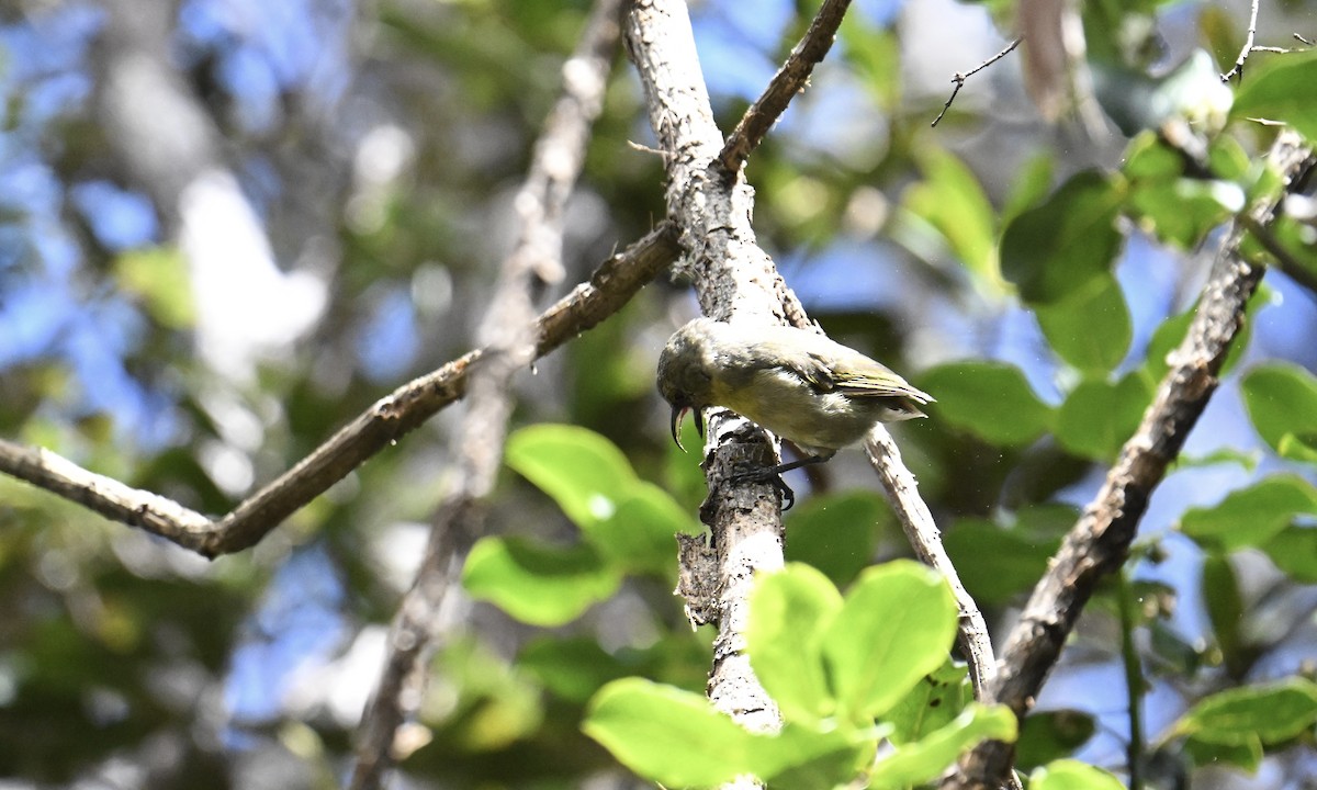 Akiapolaau - ML638368738