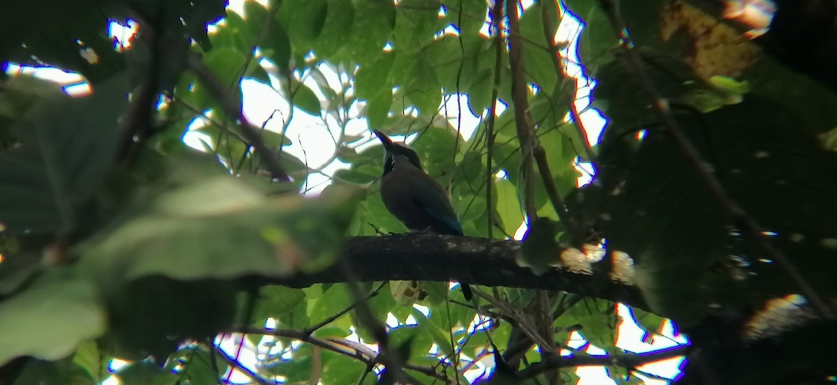 Turquoise-browed Motmot - ML638368741